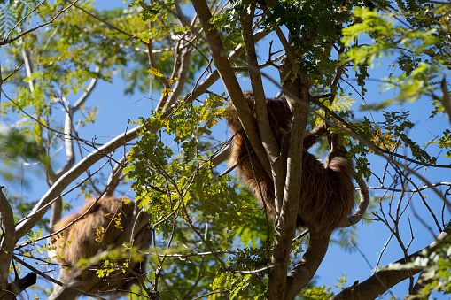 Two toed sloth in the forest canopy in Costa Rica.