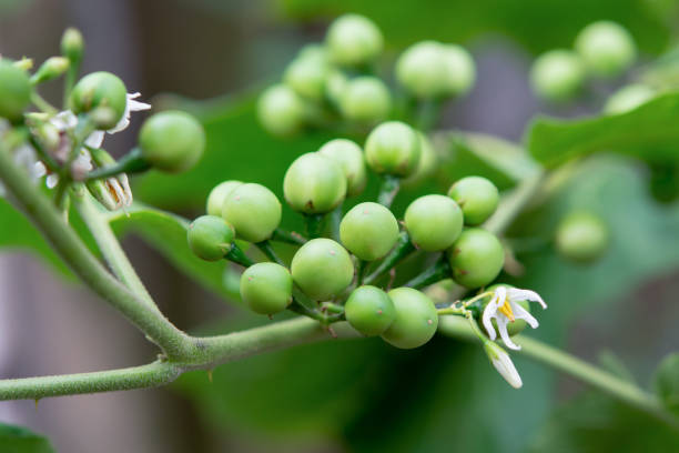 istock Pea Eggplant, Turkey berry on the branch 1468582668