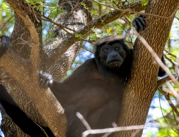 istock Howler monkey juvenile on a branch 1468582718