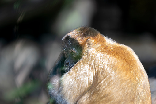 Orangutan or monkey sitting in the cage.