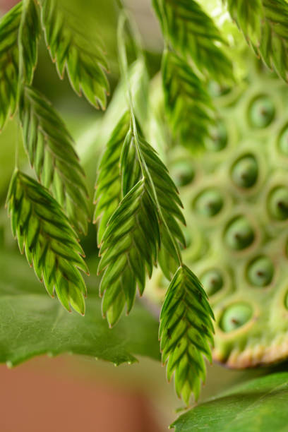istock northern sea oat 1468583362