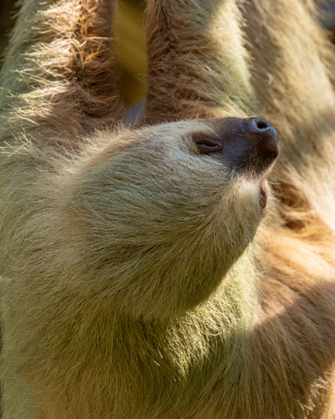 istock Two toed sloth close up of it hanging from a branch 1468583374