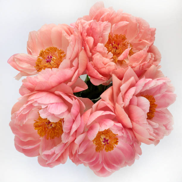 istock Pink peonies flowers. 1468584061