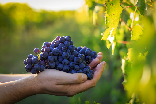 Close-up view of bunches of ripe wine grapes in colorful autumn leaves. Selective focus. Israel