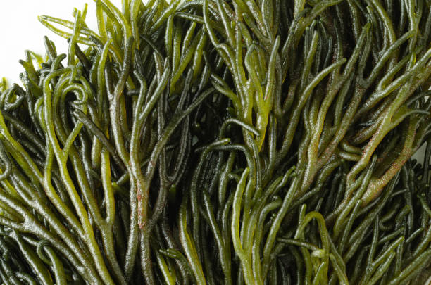 istock Codium fragile. Green algae close-up shot. Macro photography. 1468586244