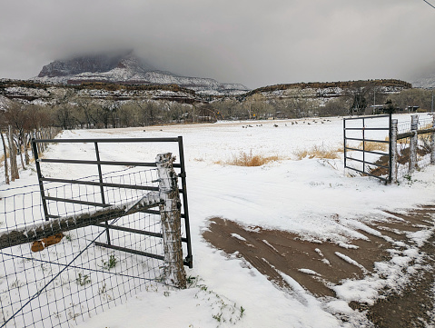 Snowy day in Rockville Utah back pasture and geese feeding with Rockville Bridge in the background