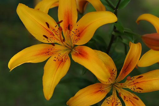 Flower of a yellow red lily growing in a summer garden. Yellow asiatic hybrid lilies. Bouquet of fresh flowers growing in summer garden. Gardening concept. Asiatic Lily in summertime. Summer blossom.