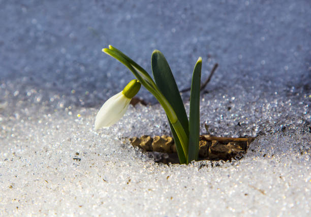 Snowdrop Galanthus is the first flower of spring