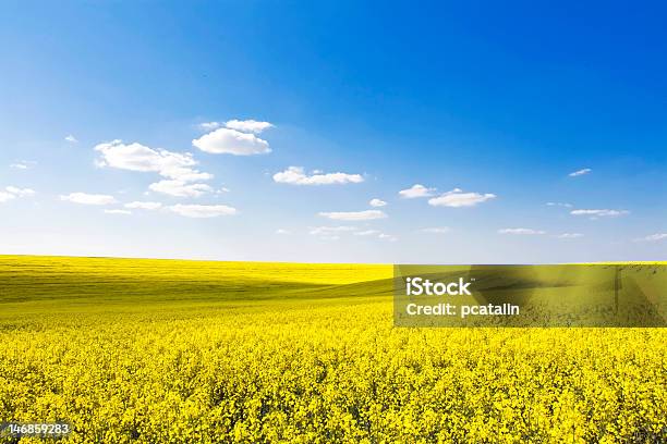 Amazing Nature Stock Photo - Download Image Now - Agricultural Field, Agriculture, Backgrounds