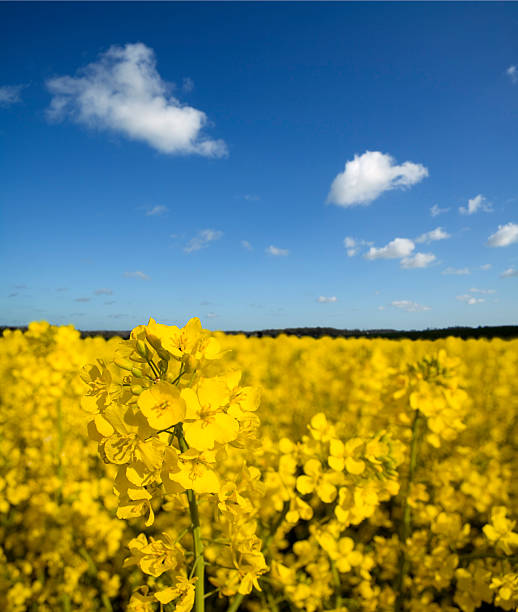 Field of Yellow Rapeseed stock photo