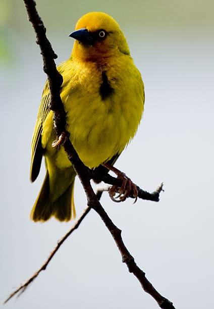 Weaver Bird stock photo