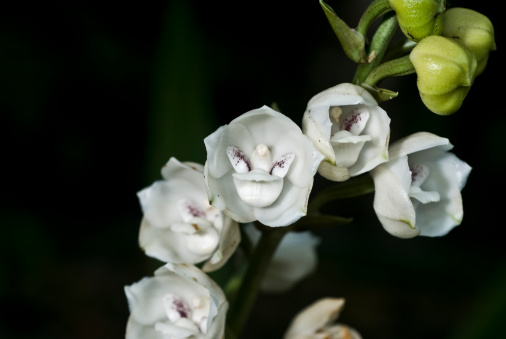 Holly Ghost Orchid - Flor del Espiritu Santo
