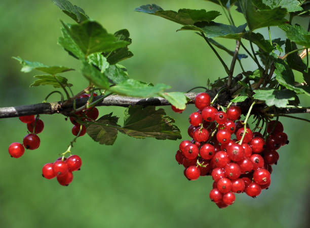 istock Bunch of red currants berries 1468594117