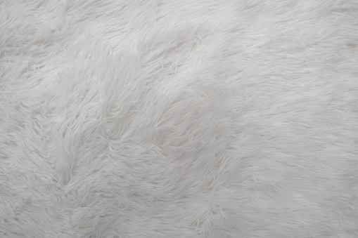 White furry hairy background from goat or lamb wool closeup. Sheepskin textured pattern.
