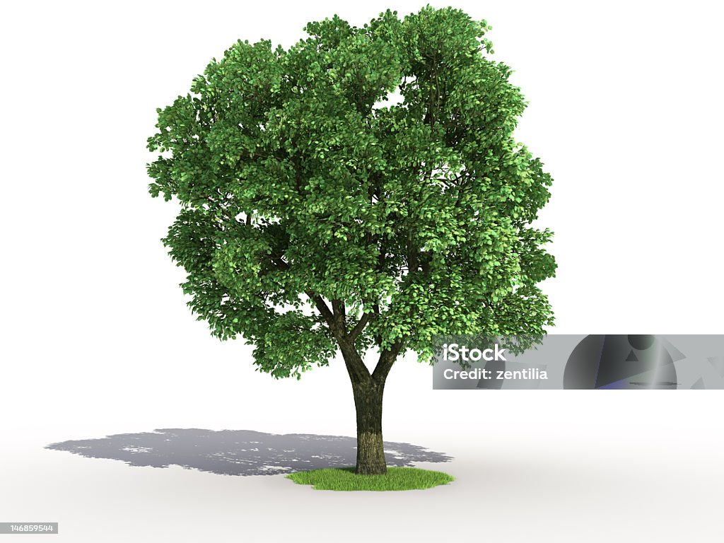 느릅 나무 - 로열티 프리 느릅 나무 스톡 사진