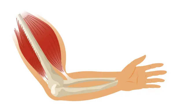 Vector illustration of Arm muscle biceps with skeleton. Muscle tension of human hand on white background. Bones and joints in male silhouette. Medical vector illustration of hand for clinic or hospital