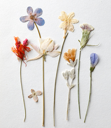 Dried and pressed the spring flowers isolated on white background. Herbarium of wild flowers. The front side and the back side.