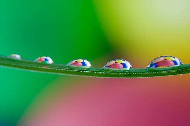 istock Water droplets on blade of grass 146859581