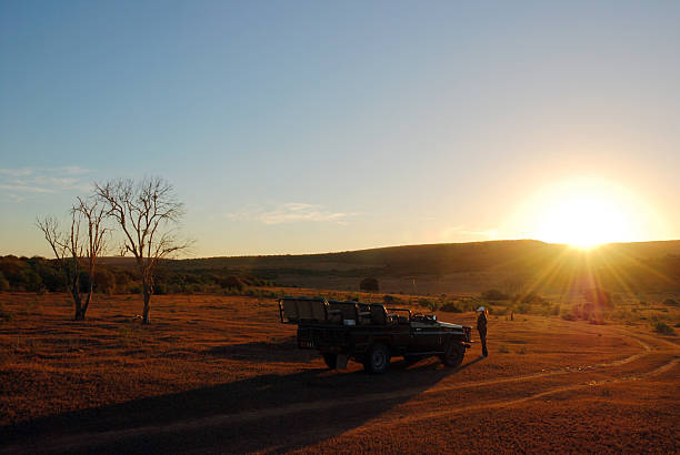 safari al tramonto - addo elephant national park foto e immagini stock