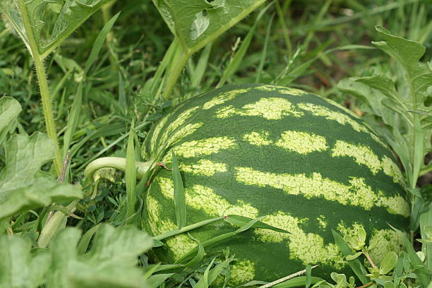 Growing Watermelon stock photo