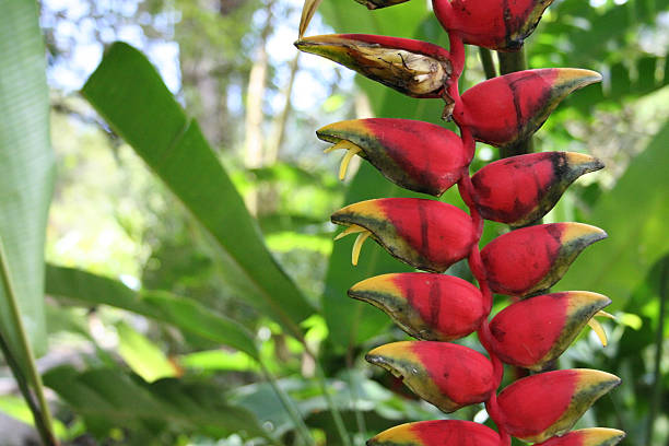 Beautiful Heliconia Rostrata stock photo