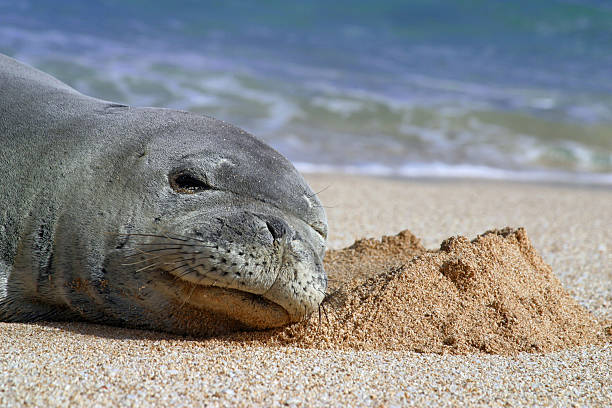 istock Seal relaxing on the beach 146859716