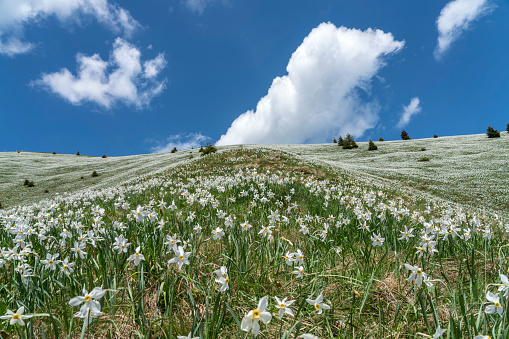 nature, summer landscape in carpathian mountains, wildflowers and meadow, spruces on hills, beautiful cloudy sky