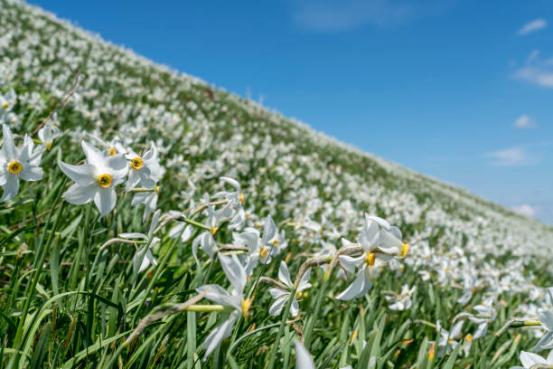 The mountain slope covered with daffodils on Mala Golica mountain on sunny day, Slovenia.
