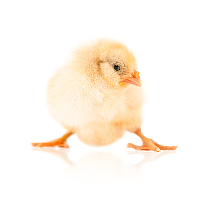 Little Chick Isolated on White Background