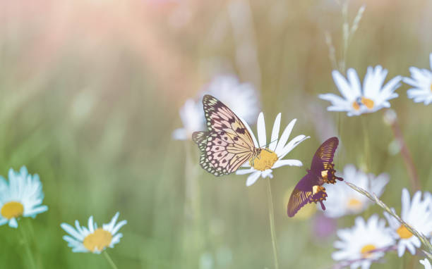 Large cabbage white butterfly fly in summer green field. Beauty Pieris brassicae insect on wildflower sits on daisy fleabane flower close up, sun light day in spring garden