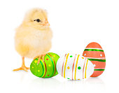 Little Fluffy Chick and Easter Eggs on White Background