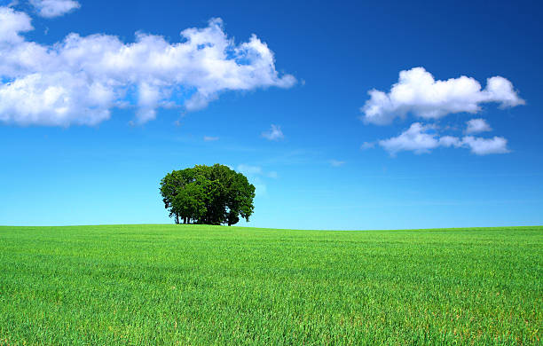 istock grass field and a bunch of trees 146859958
