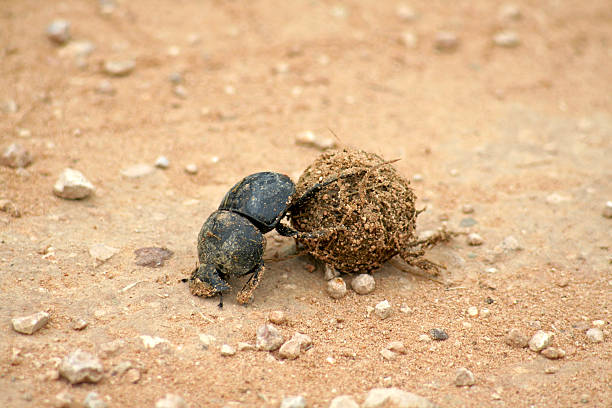 Dung Beetle stock photo