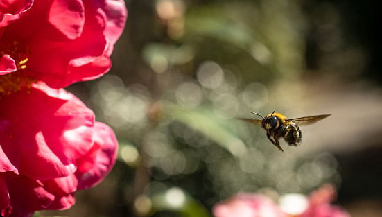 A bumblebee zeroes in on a fresh camellia flower.