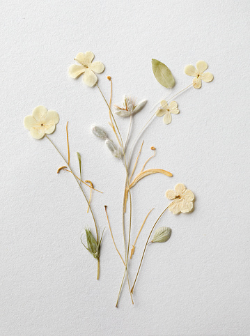 Dried white flowers on paper background