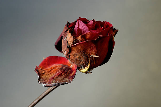 Crumpled Dark Red Rose With Broken Petal Stock Photo - Download