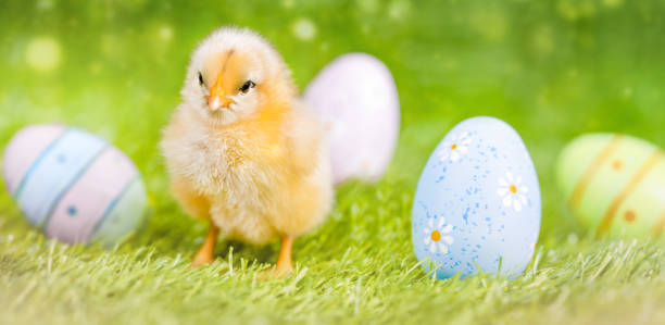 istock Little Fluffy Chick and Easter Eggs on Fresh Green Grass 1468600660
