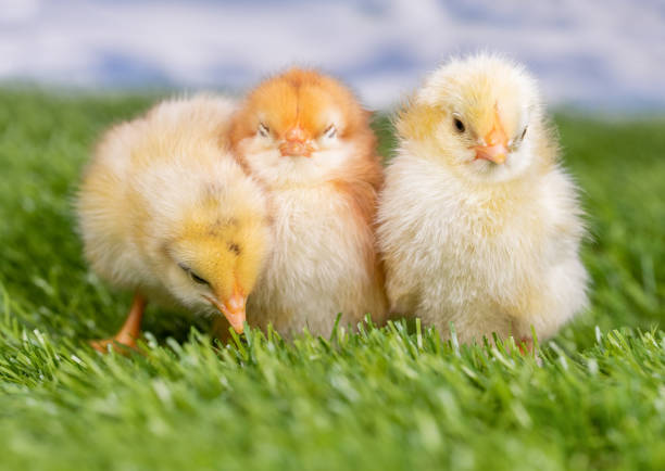 Little Fluffy Chicks on Fresh Green Grass stock photo