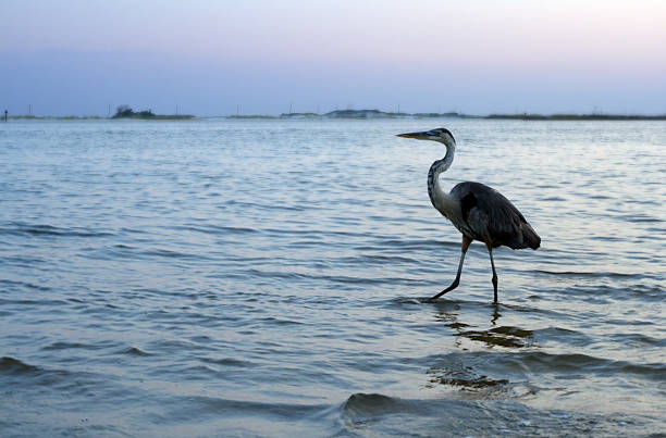 Heron stock photo