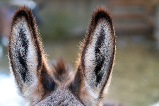 Clouse up of donkey ears with blurred background as modern antennas for getting restricted information.