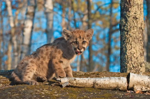 Cougar kit in Northern Minnesota forest