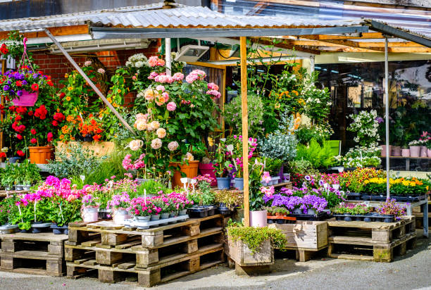 istock flowers at a floristry - austria 1468604366