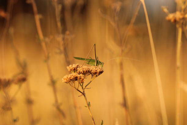 A tettigonia viridissima Grasshopper on a flower in Summer