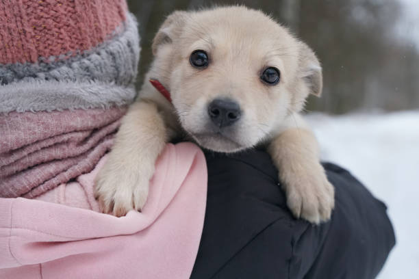 istock Small light beige puppy on the a child 1468604664
