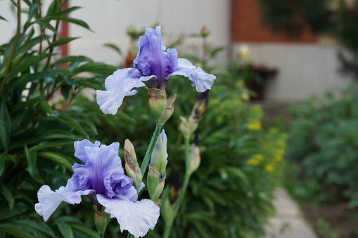 two blue irises flowers in the garden