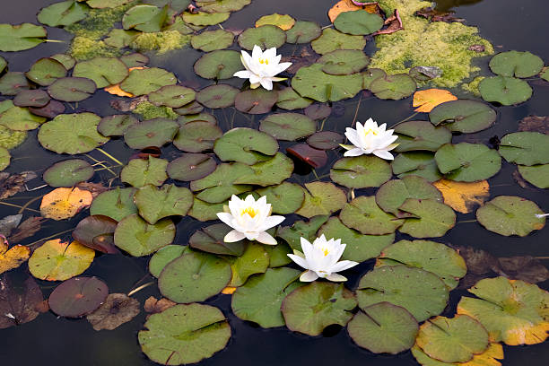 Water lilies stock photo