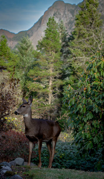 istock Baby dear poses in front of the mountain 1468606029