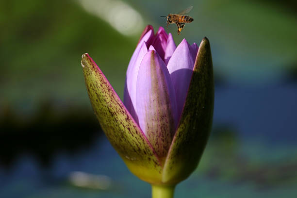 Lavender Water Lily and Honey Bee stock photo