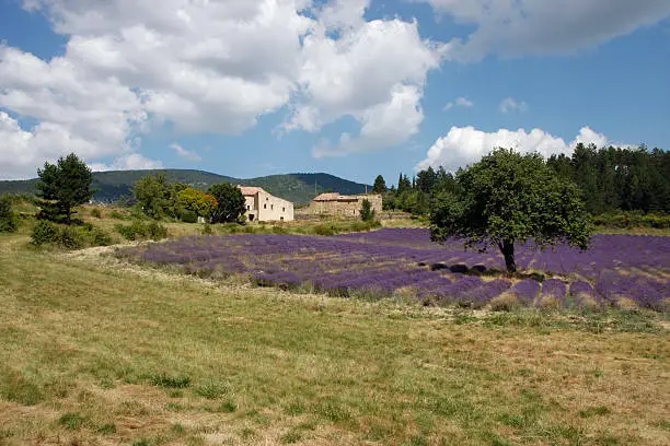 Lavenderfield in the Provence.