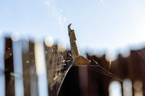 Spider’s home, dry leaf rolled up by spider in spiderweb, background with copy space, full frame horizontal composition